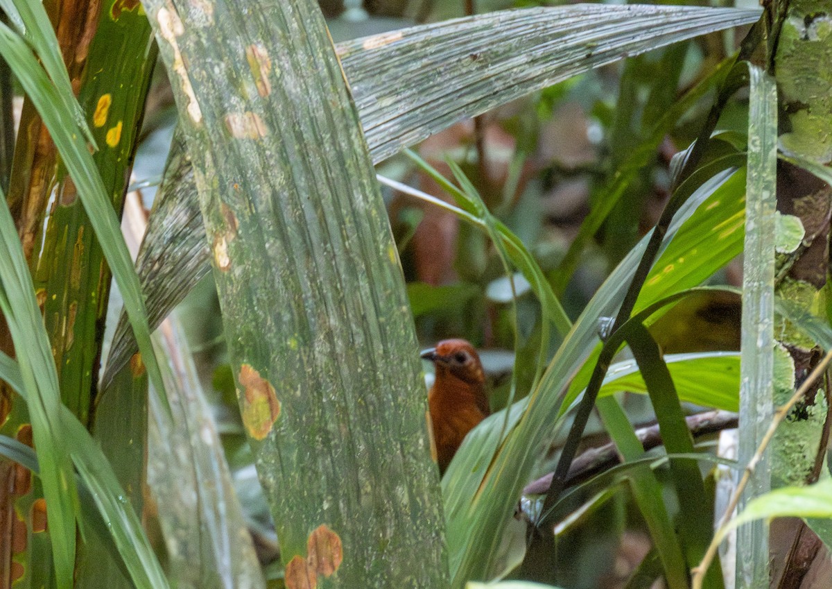Musician Wren - ML647346256