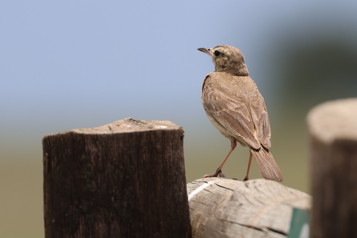 Buffy Pipit - ML647346258