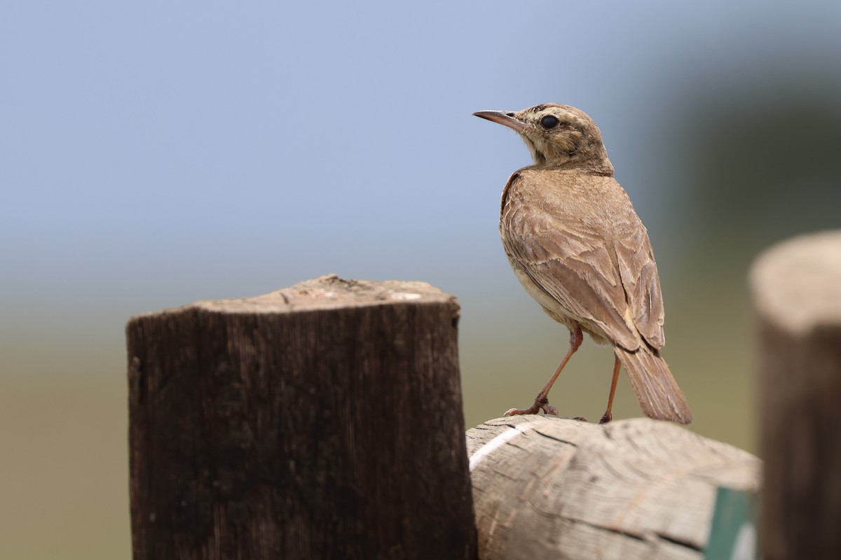 Buffy Pipit - ML647346260