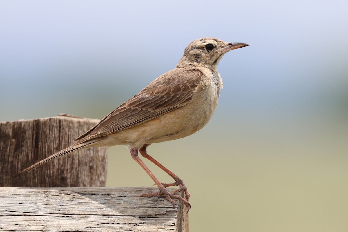 Buffy Pipit - ML647346262