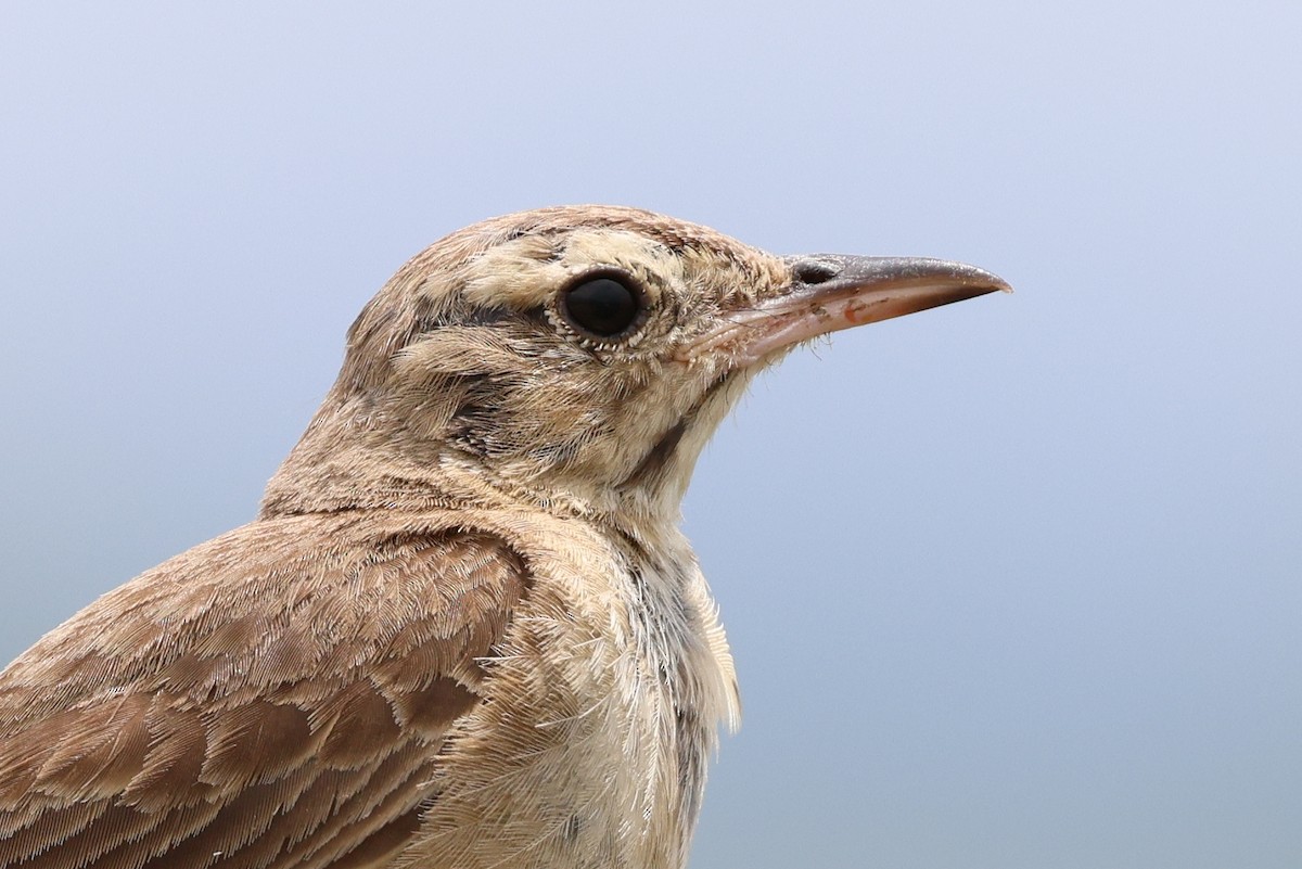 Buffy Pipit - ML647346263