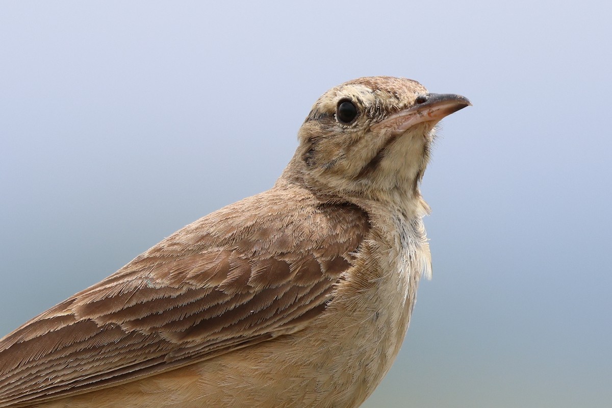 Buffy Pipit - ML647346265