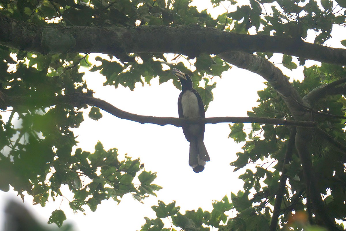 West African Pied Hornbill - ML647346268