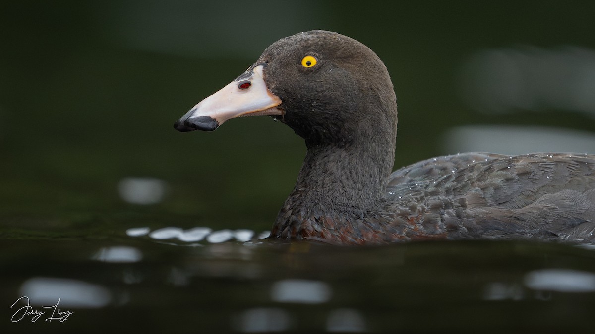 Blue Duck - ML647346269