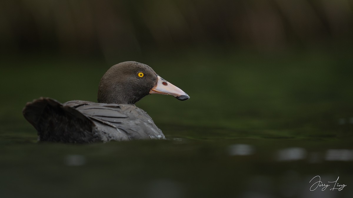 Blue Duck - ML647346270