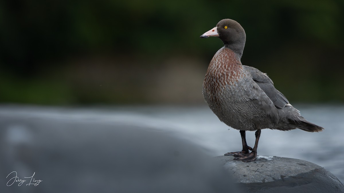 Blue Duck - ML647346272