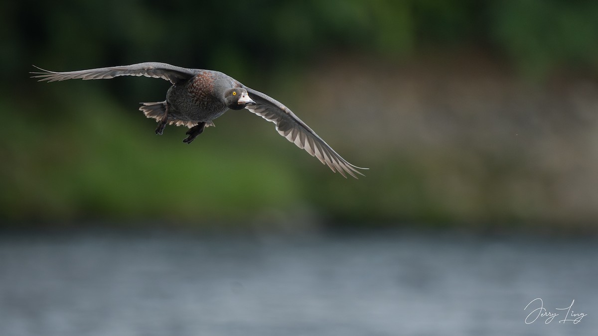 Blue Duck - ML647346293