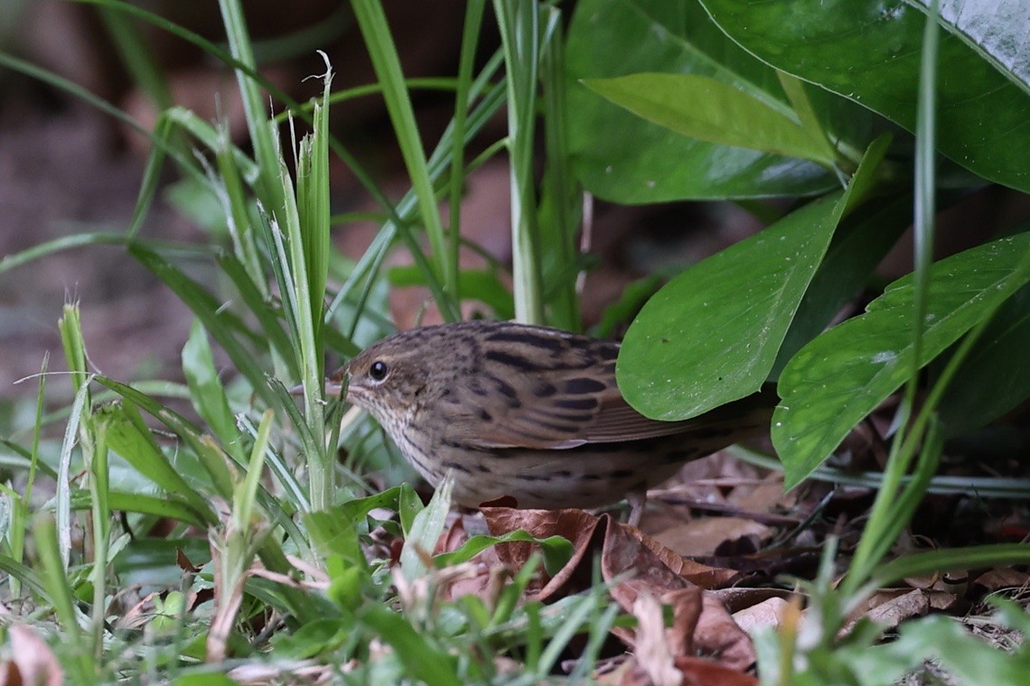 cvrčilka žíhaná - ML647346309