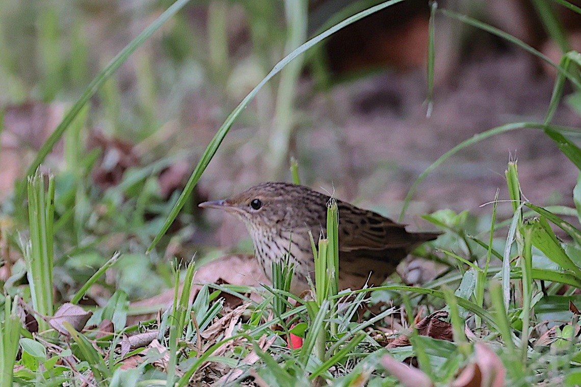 cvrčilka žíhaná - ML647346310