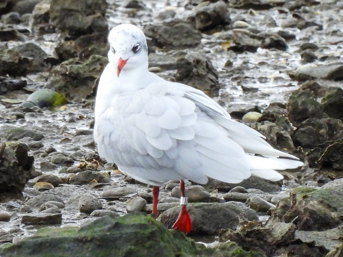 שחף שחור-ראש - ML647346315