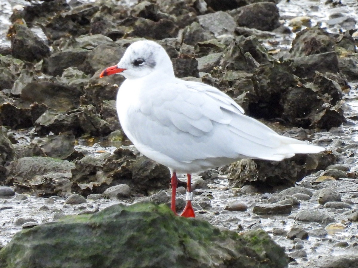 שחף שחור-ראש - ML647346316