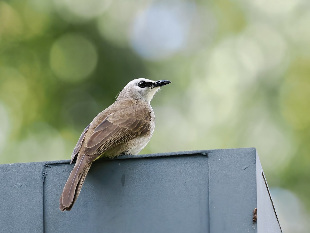 Yellow-vented Bulbul - ML647346331