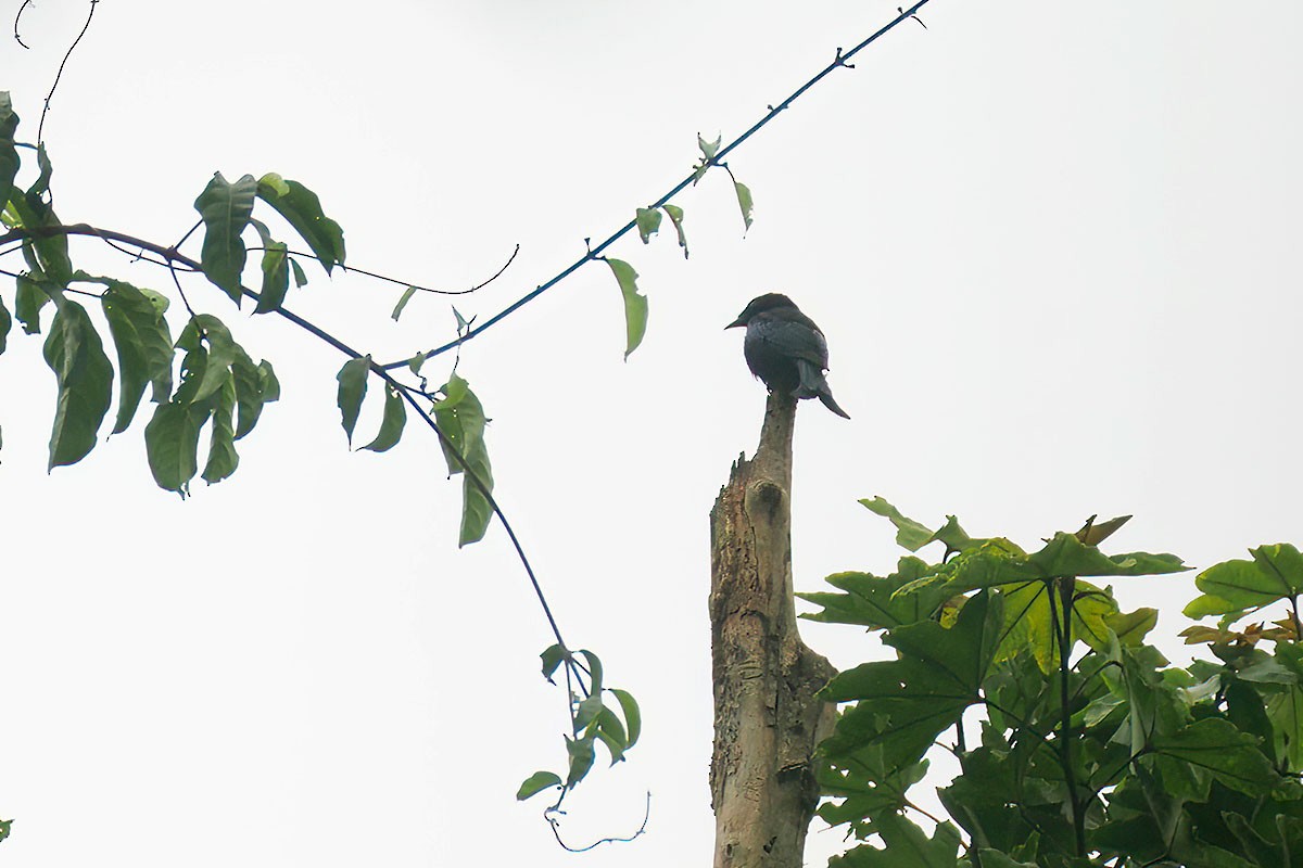 Velvet-mantled Drongo (Fanti) - ML647346332