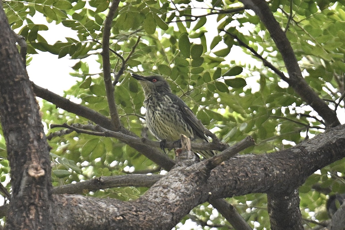 Красноглазый скворец - ML647346336