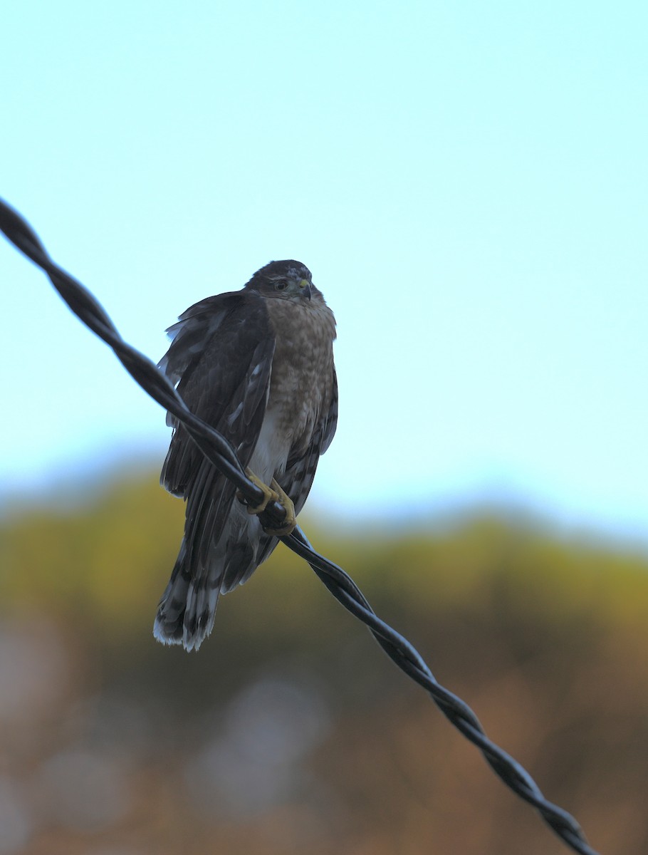 Rotbauchsperber - ML647346343