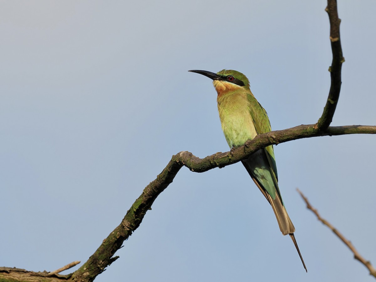 Blauschwanzspint - ML647346345