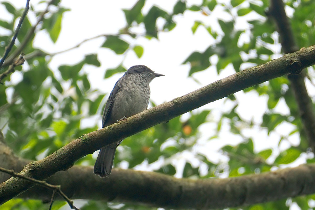 Sperberwaldschnäpper (prosphora/kelsalli) - ML647346356