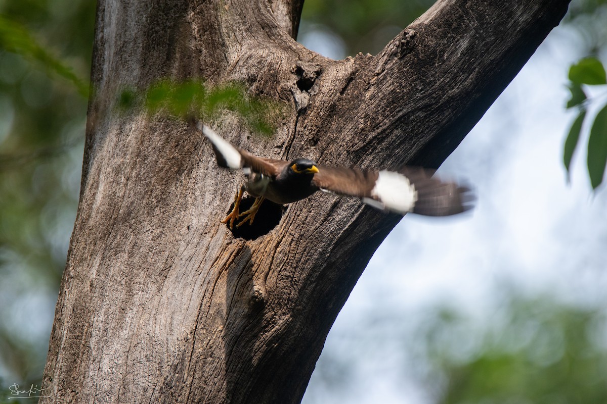 Hirtenmaina - ML647346358