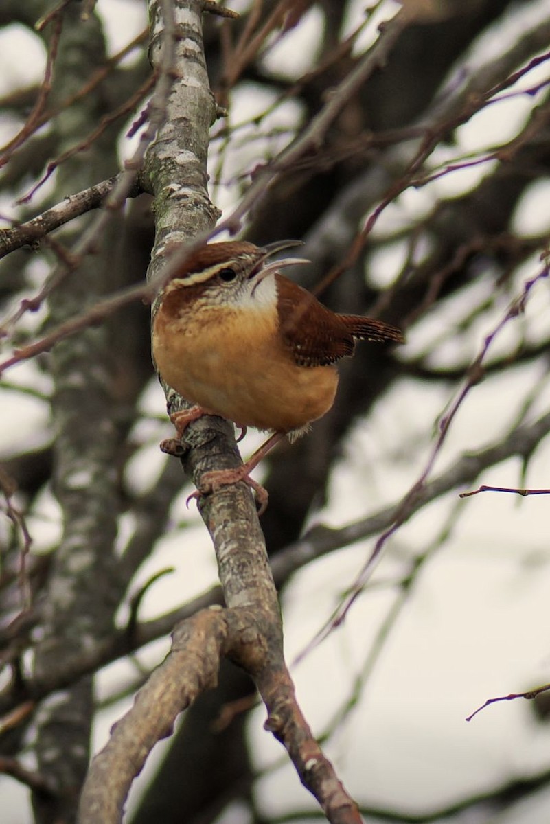 Carolinazaunkönig - ML647346361