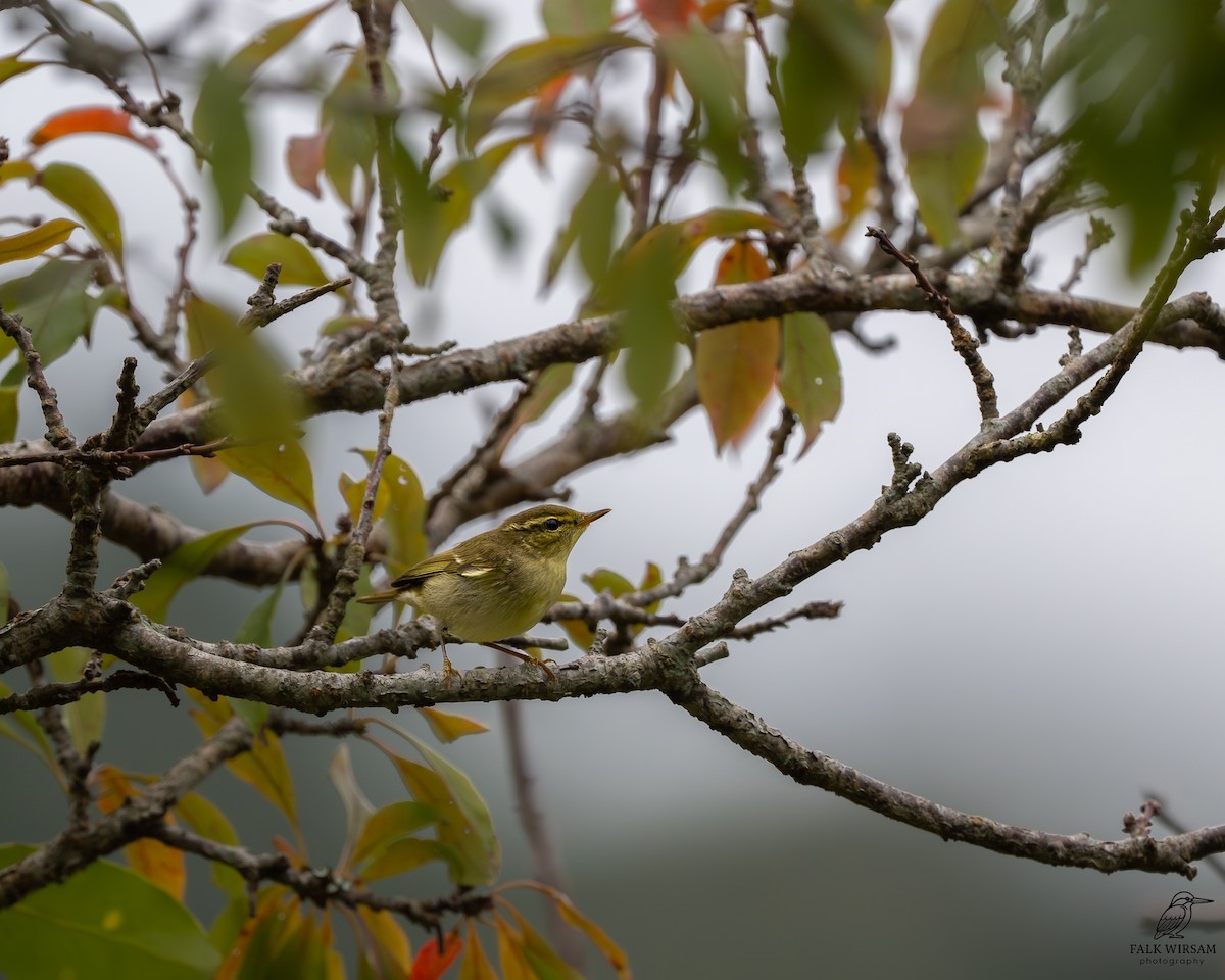 Wanderlaubsänger - ML647346362