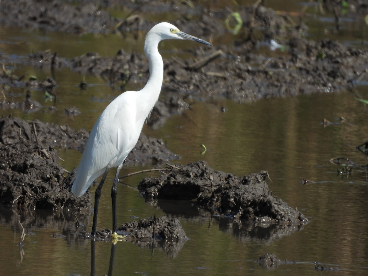 Seidenreiher - ML647346363
