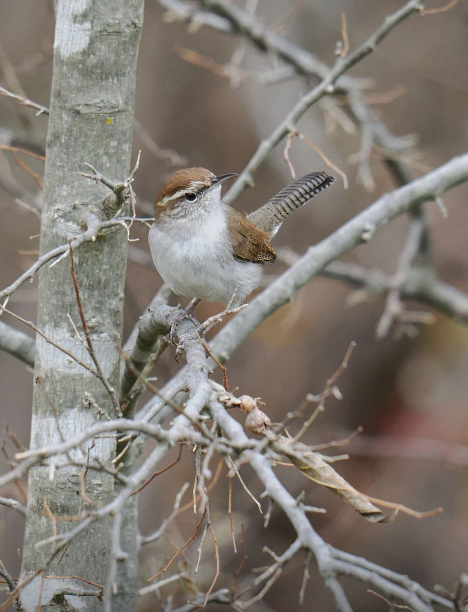 Buschzaunkönig - ML647346364