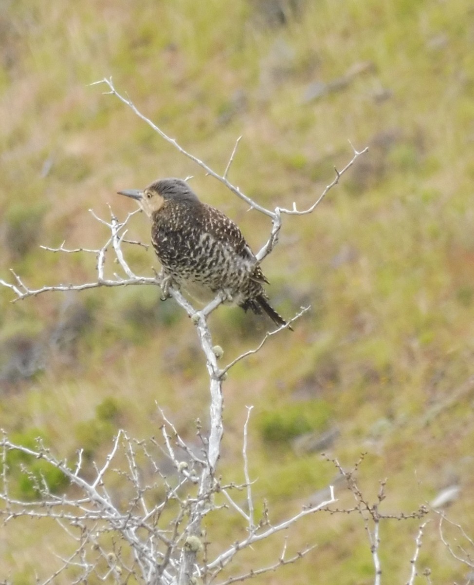 Bänderspecht - ML647346366