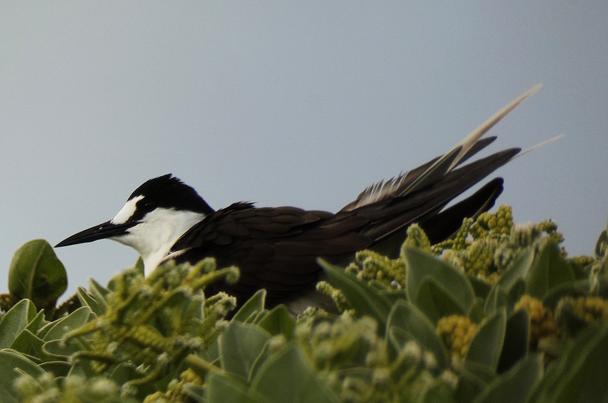 Rußseeschwalbe - ML647346369