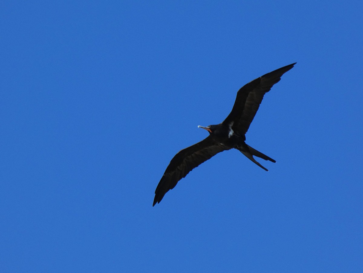 Arielfregattvogel - ML647346372