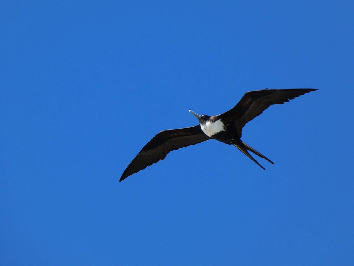 Bindenfregattvogel - ML647346373