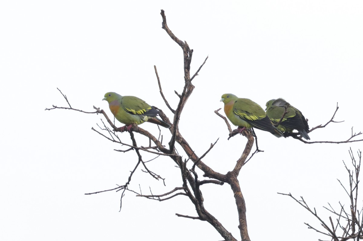 Bindengrüntaube - ML647346378