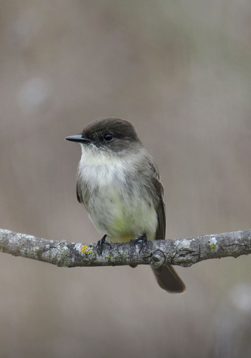 Weißbauch-Phoebetyrann - ML647346380