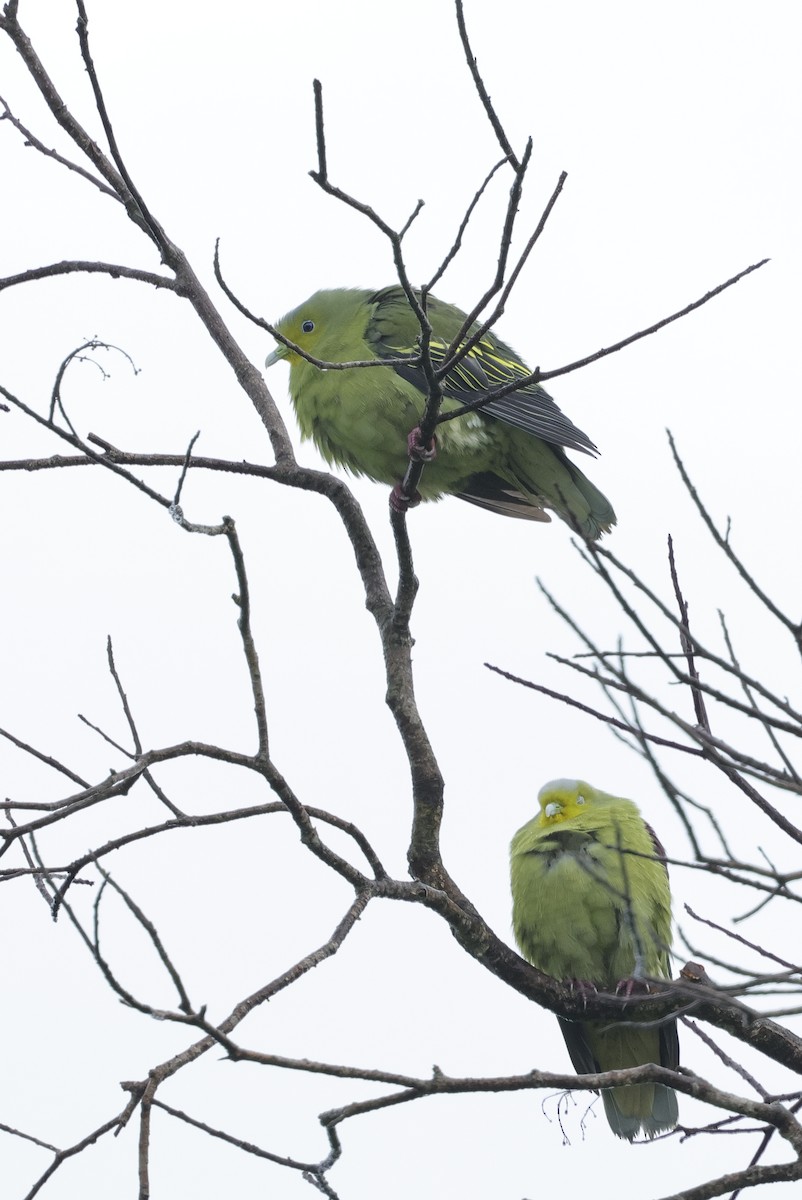 Ceylongrüntaube - ML647346381