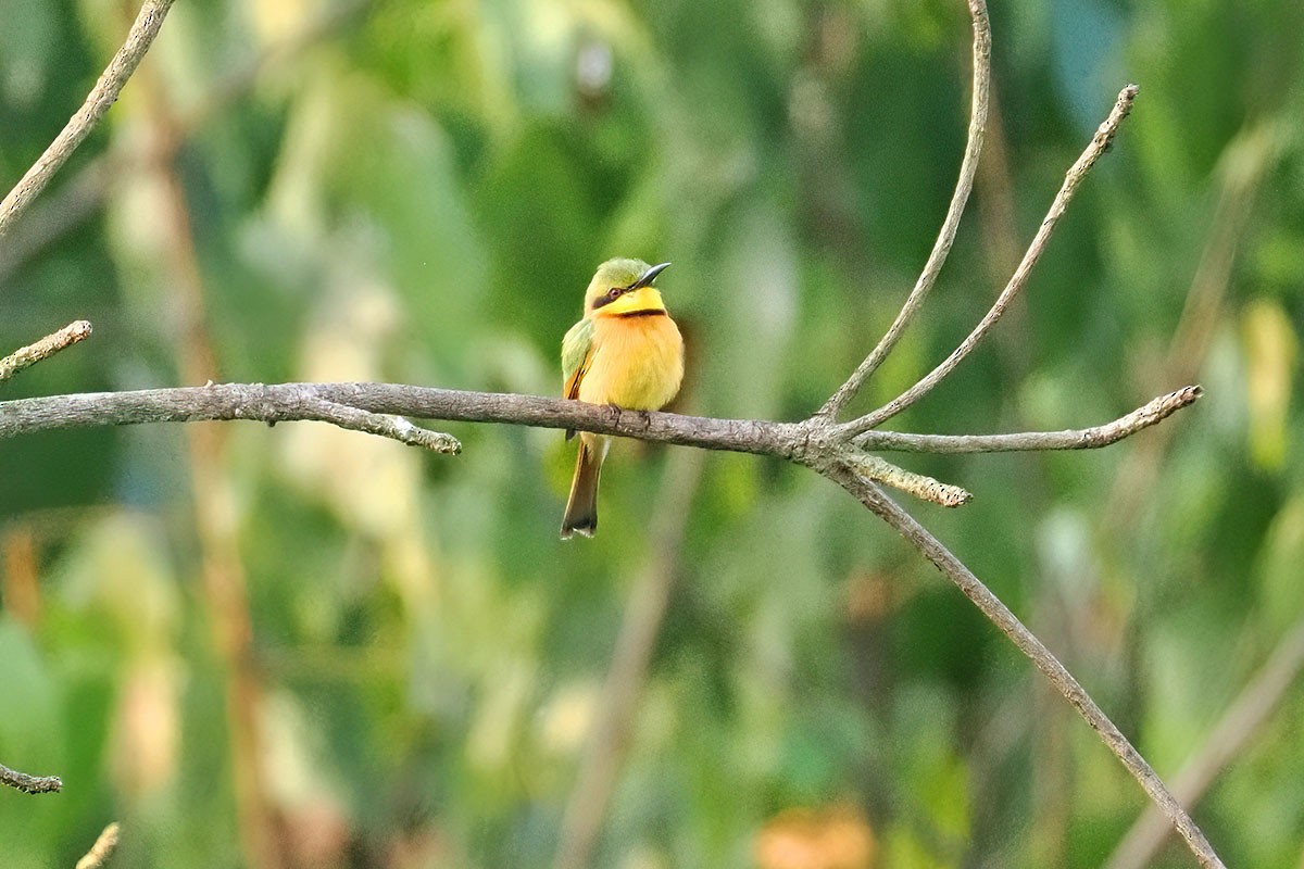 Zwergspint - ML647346382