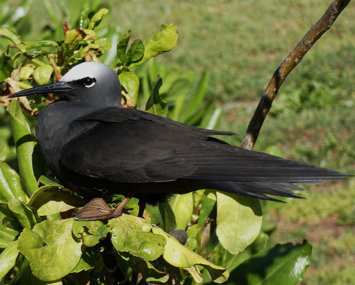 Weißkopfnoddi - ML647346383