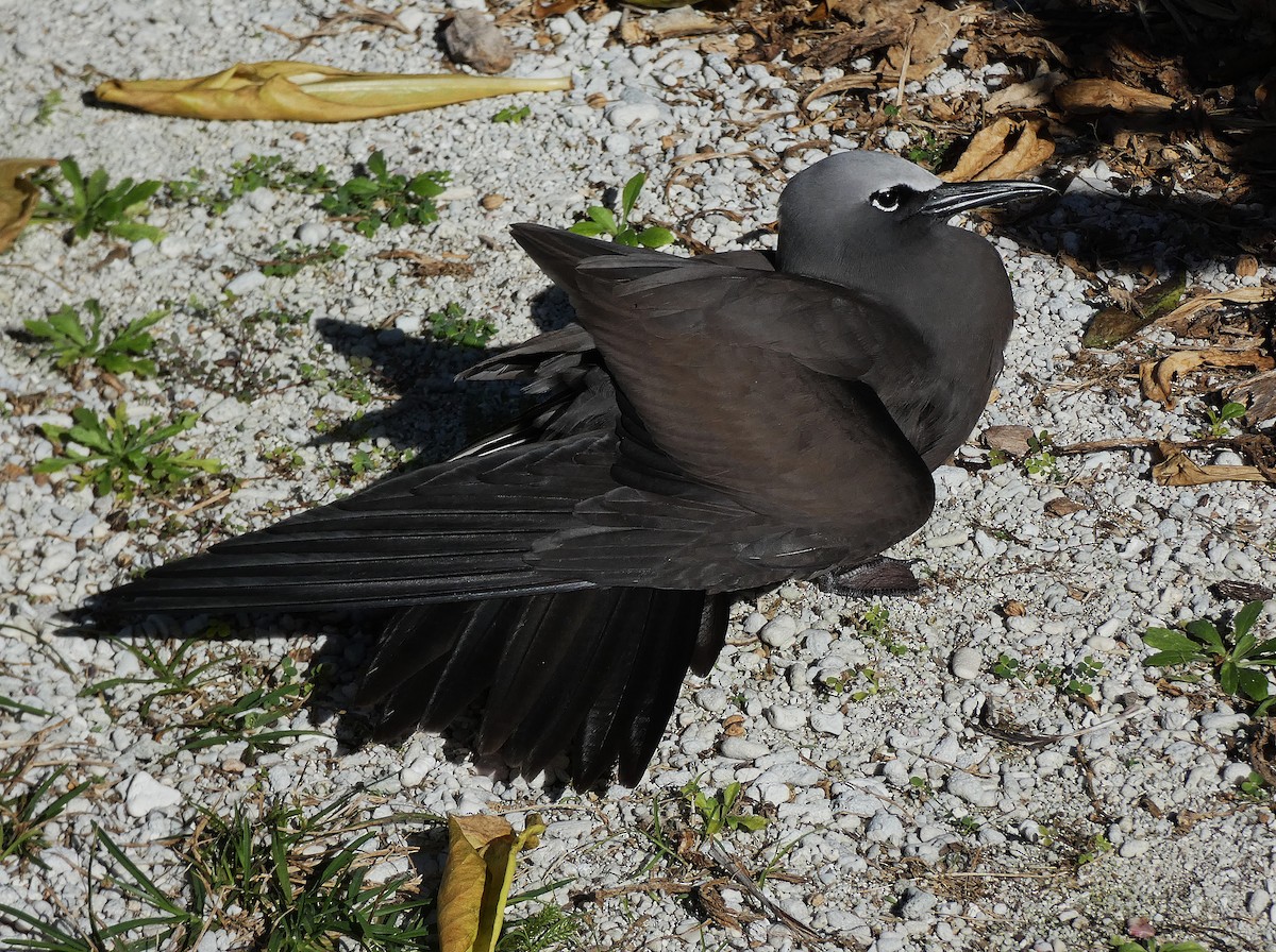 Weißkopfnoddi - ML647346384