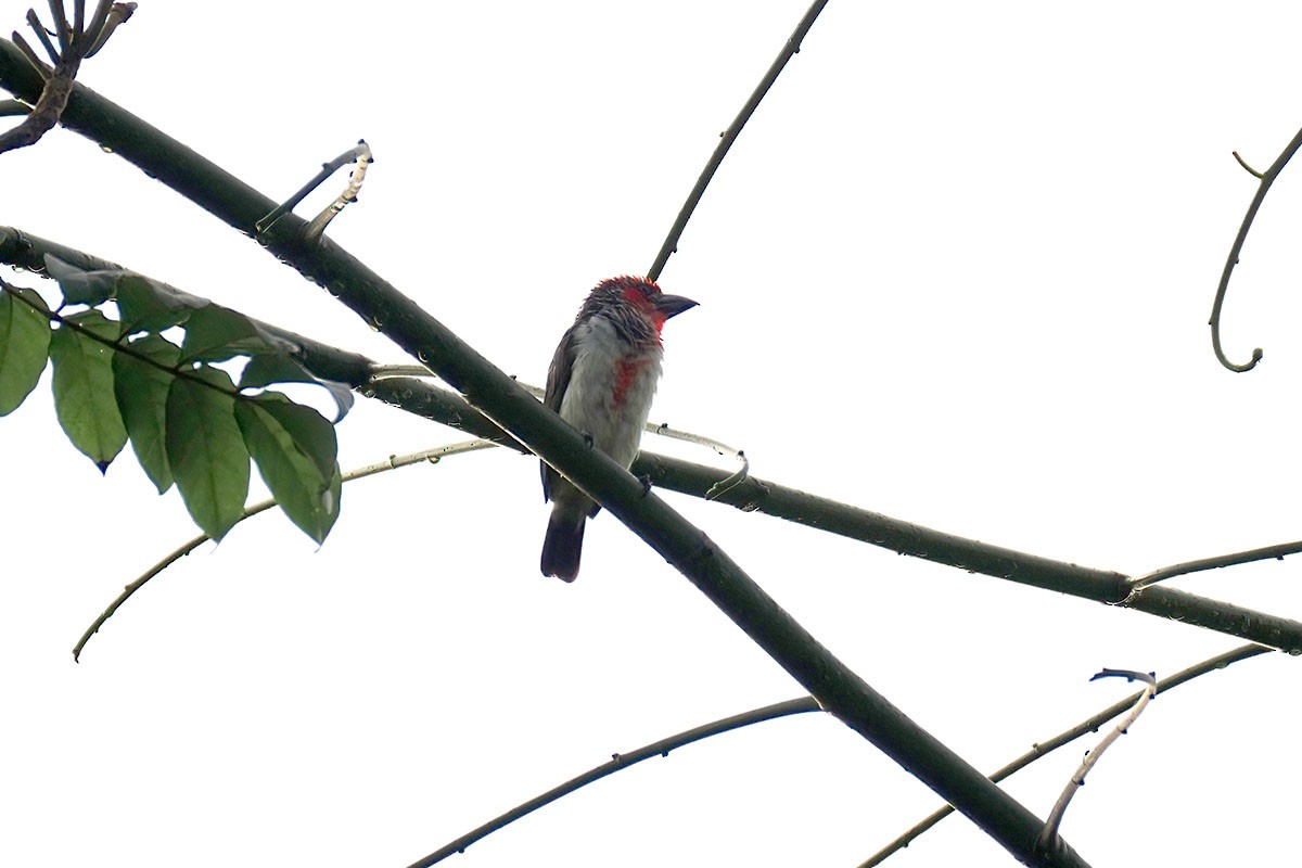 Blutbrust-Bartvogel - ML647346385