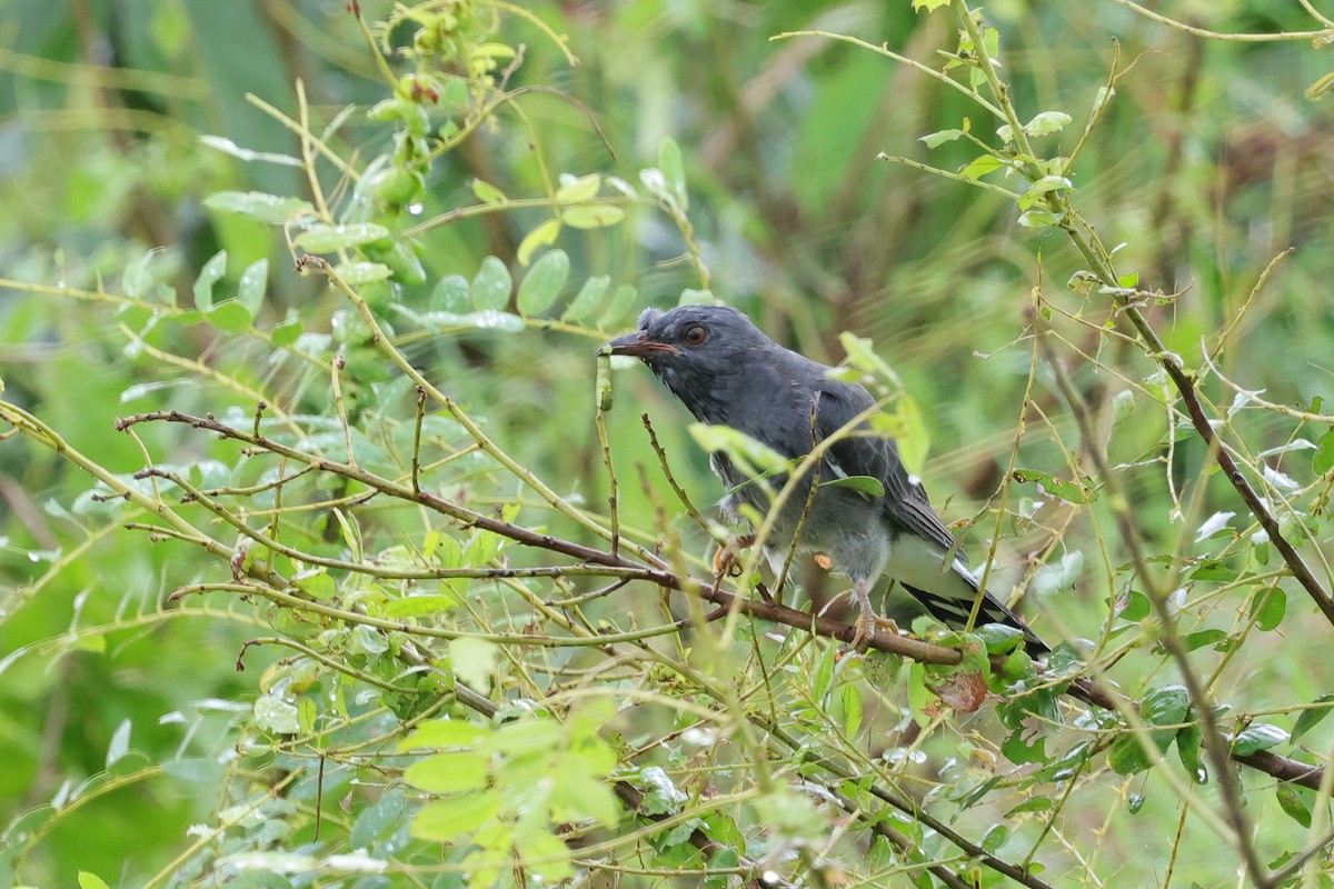 Graubauchkuckuck - ML647346386