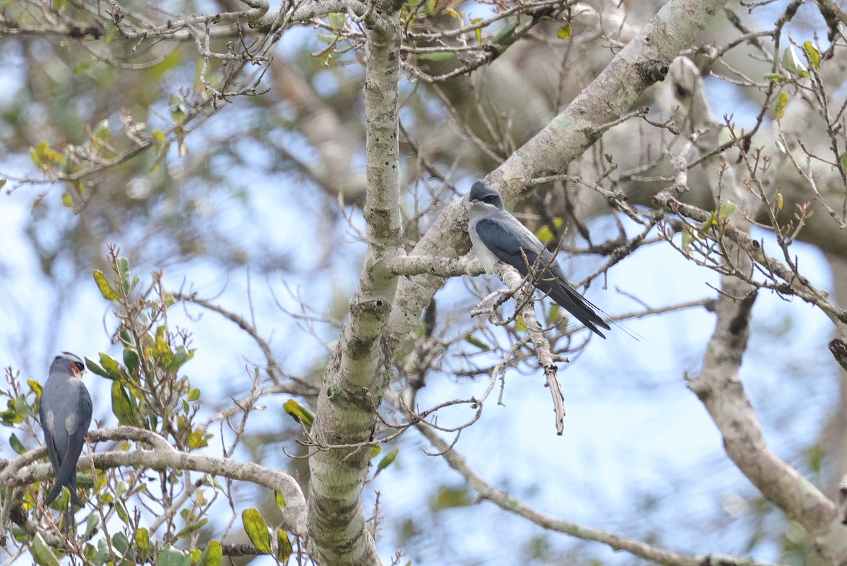 Kronenbaumsegler - ML647346387