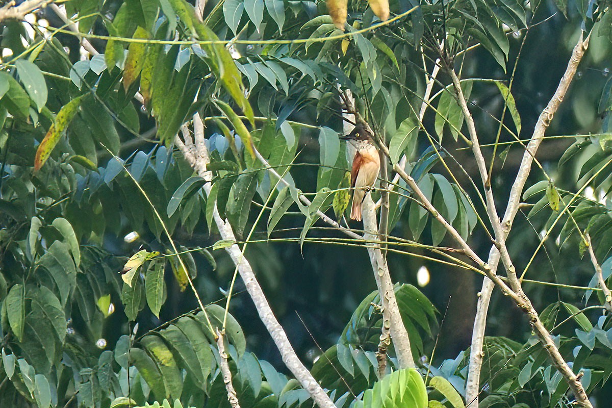 Haubenvanga - ML647346388