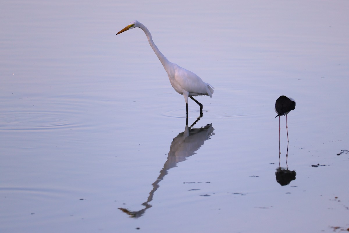 Asienmittelreiher - ML647346389