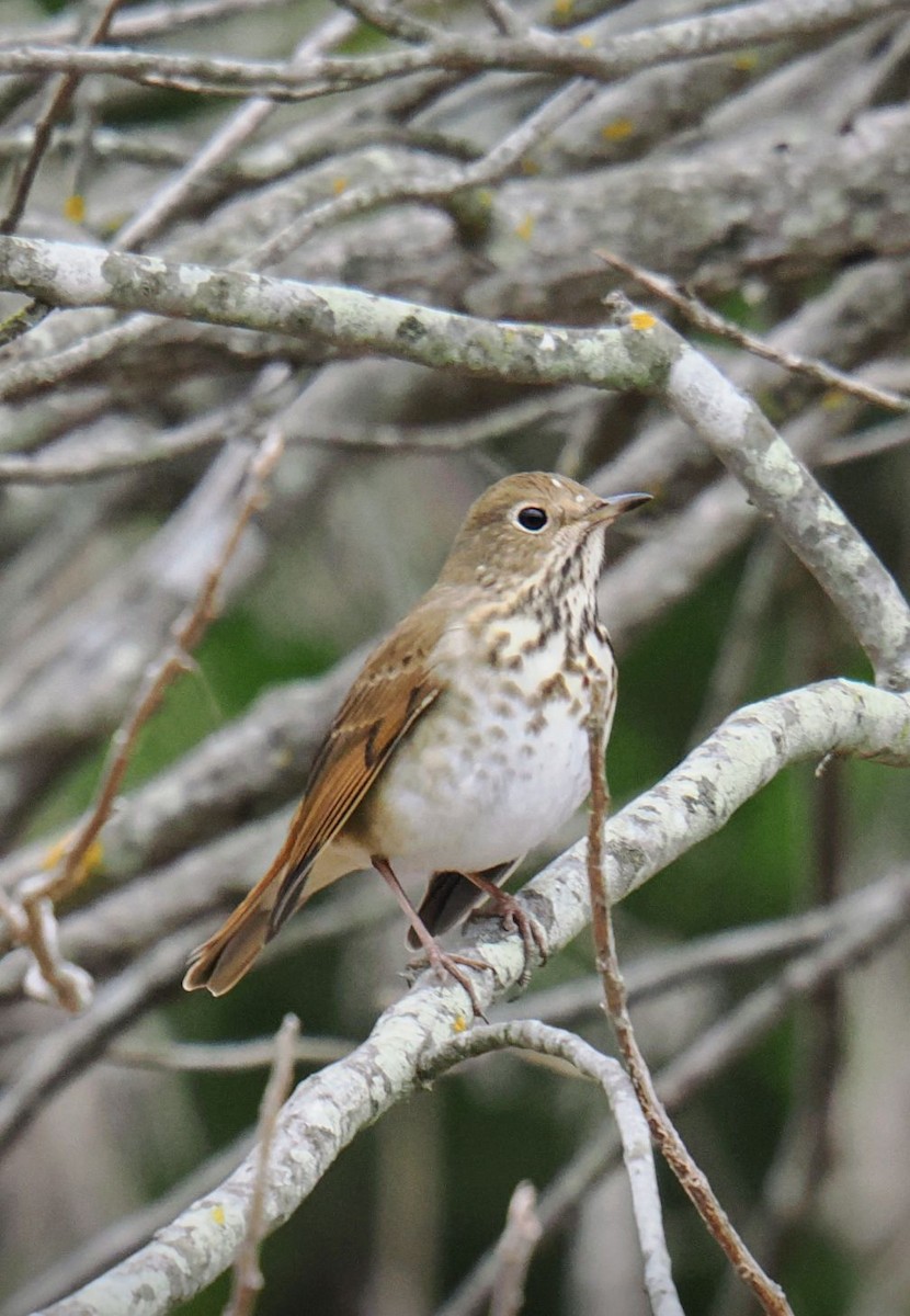 Einsiedler-Musendrossel - ML647346390