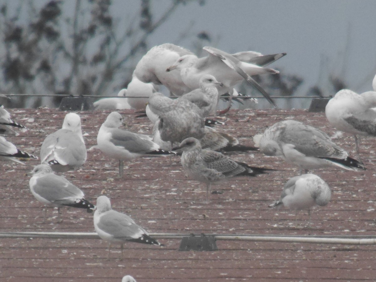 Heringsmöwe - ML647346391