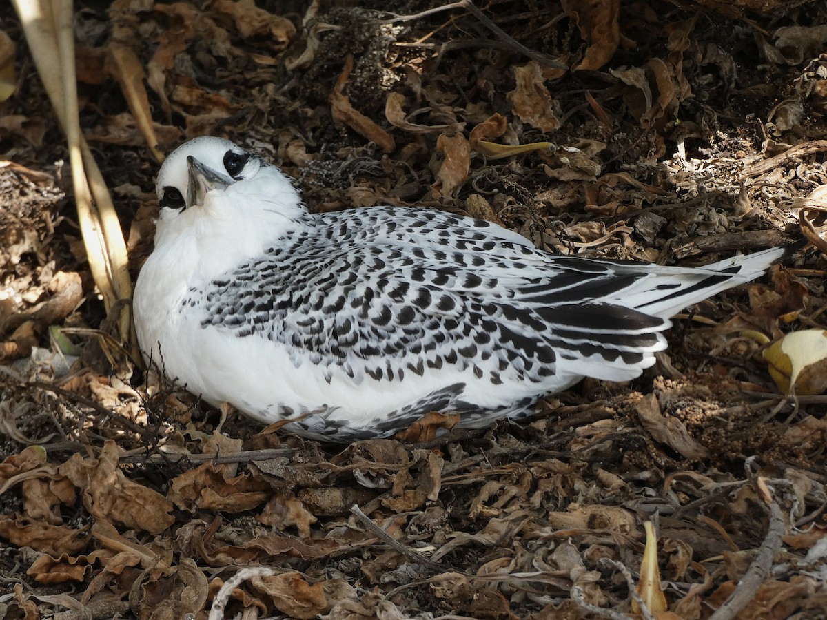 Rotschwanz-Tropikvogel - ML647346393