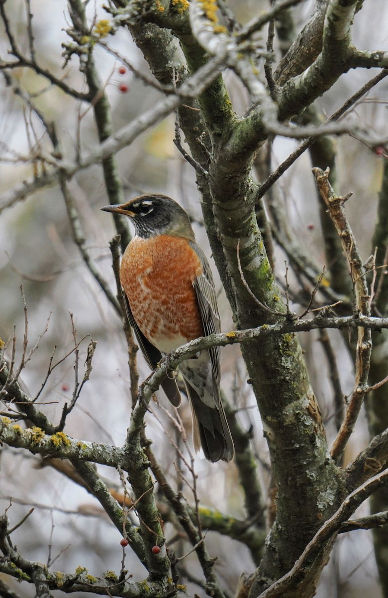 Wanderdrossel - ML647346402