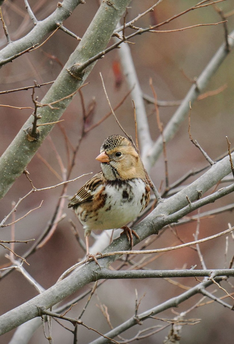 Harrisammer - ML647346407