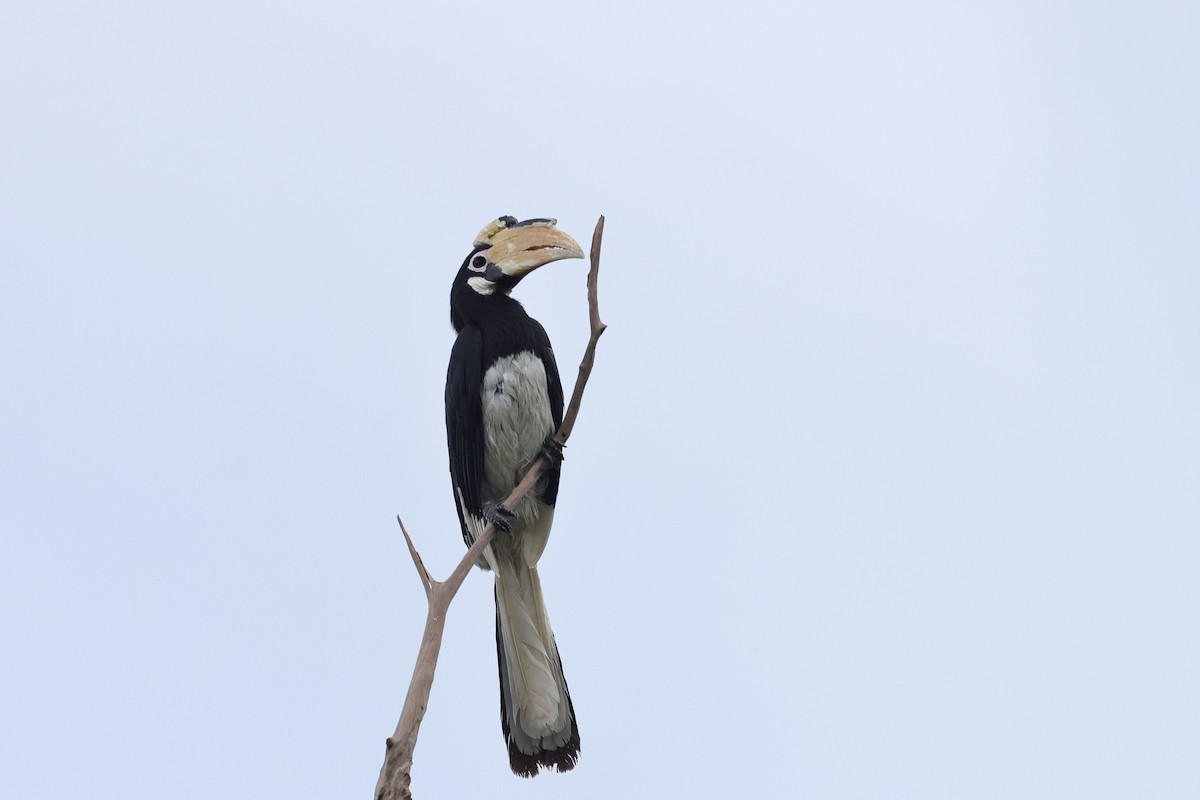 Malabar Pied-Hornbill - ML647346408