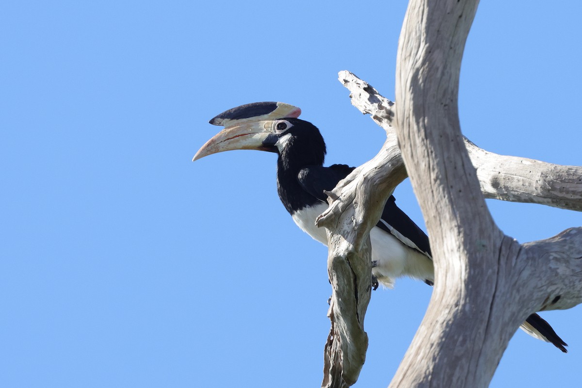 Malabar Pied-Hornbill - ML647346409