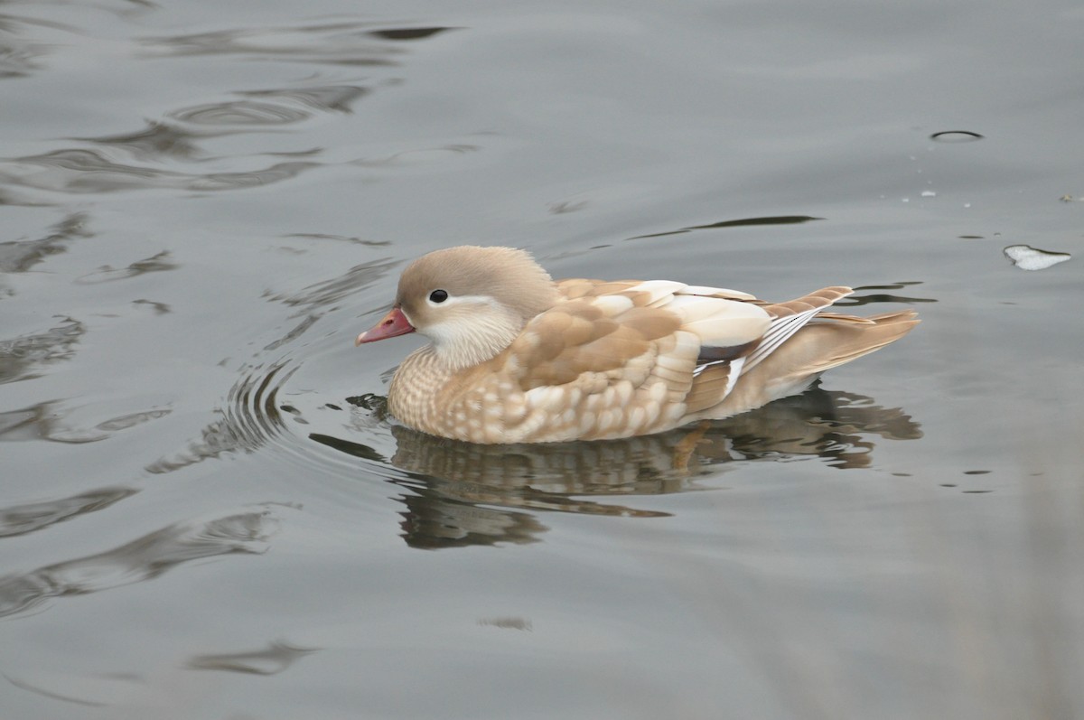 Mandarin Duck - ML647346413
