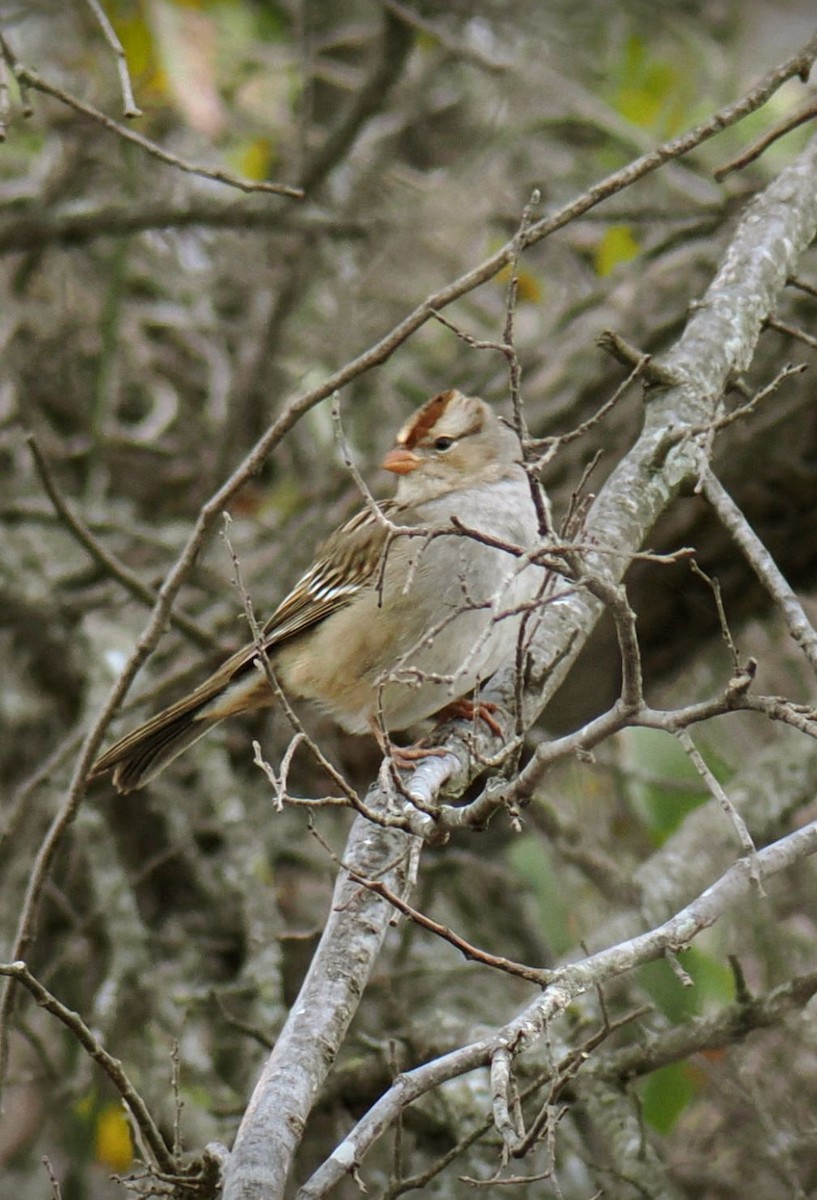 Porsuk Serçesi - ML647346415